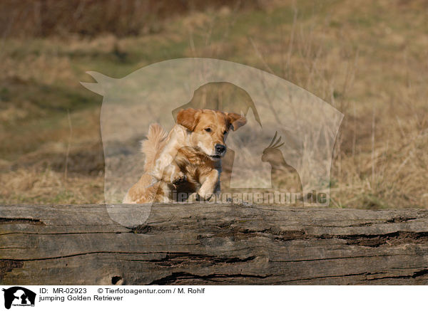 springender Golden Retriever / jumping Golden Retriever / MR-02923