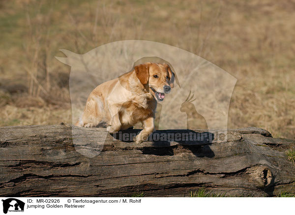 springender Golden Retriever / jumping Golden Retriever / MR-02926