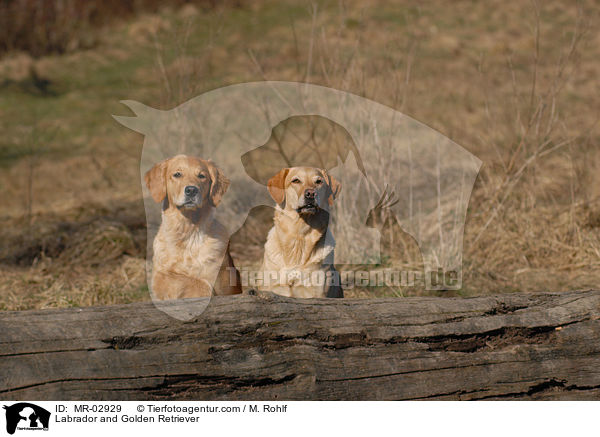 Labrador und Golden Retriever / Labrador and Golden Retriever / MR-02929