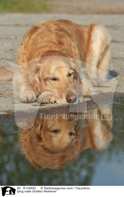 liegender Golden Retriever Rde / lying male Golden Retriever / IF-04652