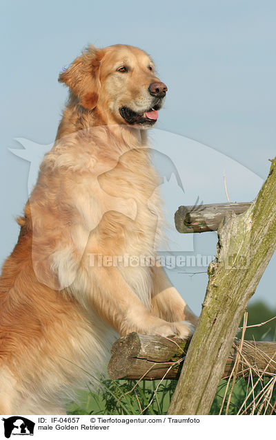 Golden Retriever Rde / male Golden Retriever / IF-04657