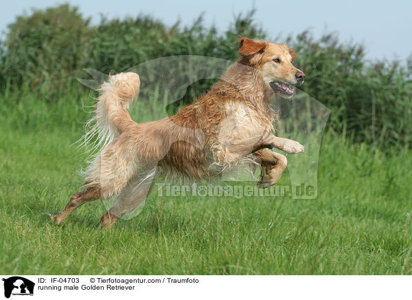 rennender Golden Retriever Rde / running male Golden Retriever / IF-04703