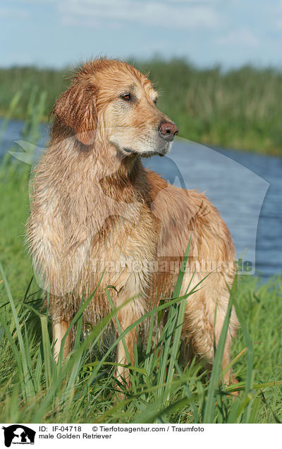 Golden Retriever Rde / male Golden Retriever / IF-04718