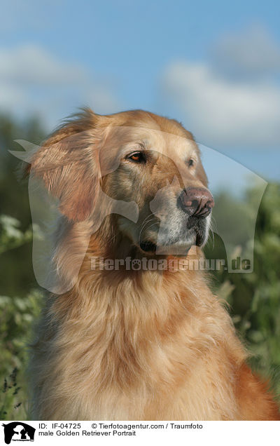 Golden Retriever Rde Portrait / male Golden Retriever Portrait / IF-04725