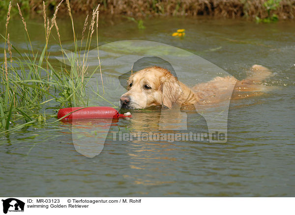 schwimmender Golden Retriever / swimming Golden Retriever / MR-03123