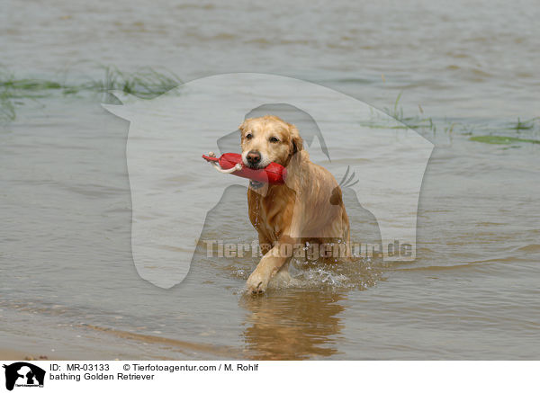 badender Golden Retriever / bathing Golden Retriever / MR-03133