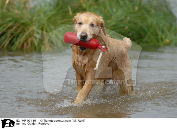 rennender Golden Retriever / running Golden Retriever / MR-03136