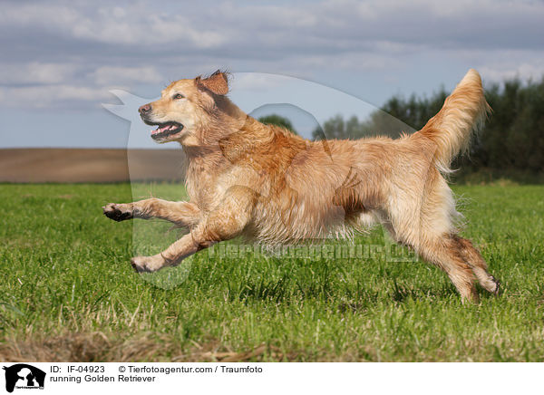 rennender Golden Retriever / running Golden Retriever / IF-04923