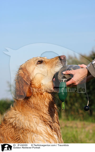 Golden Retriever Portrait / IF-04930