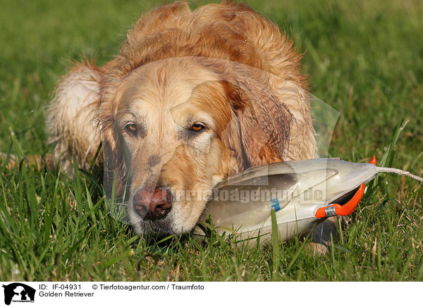 Golden Retriever / Golden Retriever / IF-04931