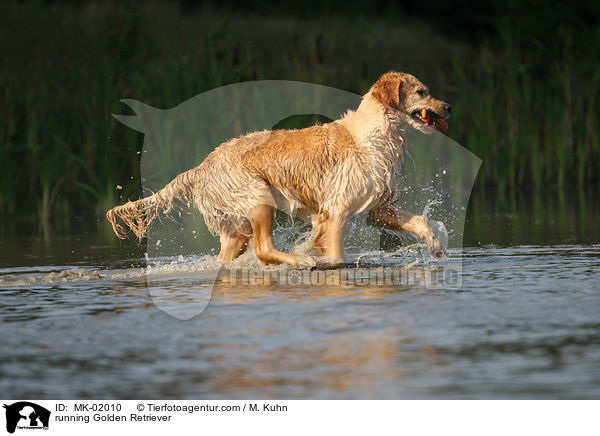 rennender Golden Retriever / running Golden Retriever / MK-02010