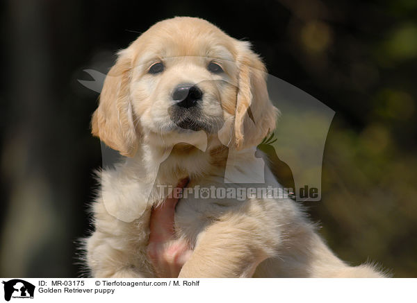 Golden Retriever Welpe / Golden Retriever puppy / MR-03175