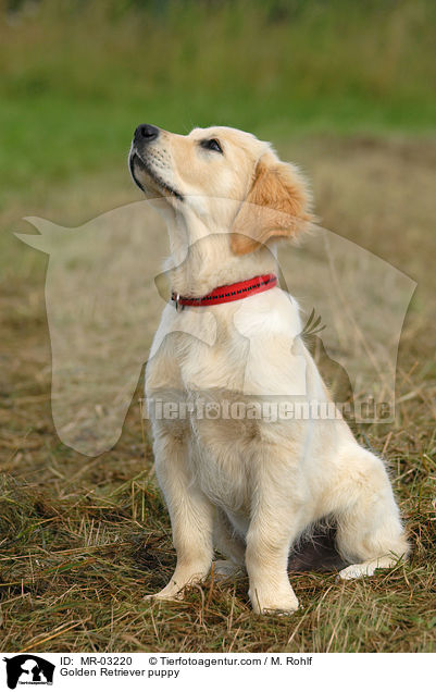 Golden Retriever Welpe / Golden Retriever puppy / MR-03220