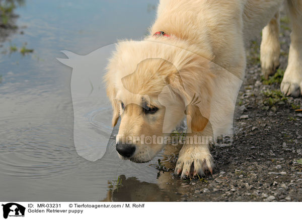 Golden Retriever Welpe / Golden Retriever puppy / MR-03231