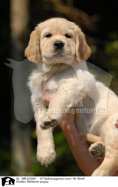 Golden Retriever Welpe / Golden Retriever puppy / MR-03260
