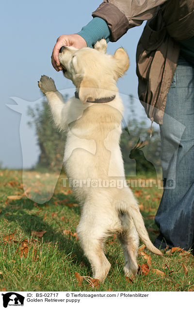 Golden Retriever Welpe / Golden Retriever puppy / BS-02717