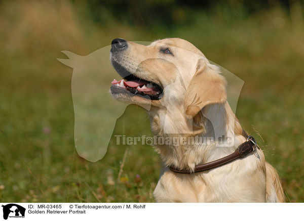 Golden Retriever Portrait / Golden Retriever Portrait / MR-03465