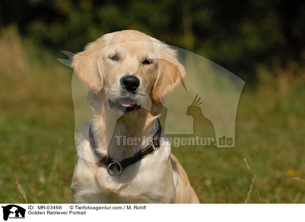 Golden Retriever Portrait / Golden Retriever Portrait / MR-03466