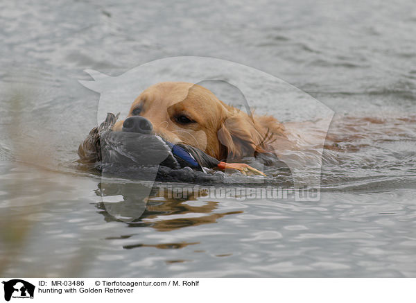 Golden Retriever bei der Jagd / hunting with Golden Retriever / MR-03486