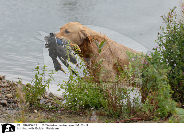 Golden Retriever bei der Jagd / hunting with Golden Retriever / MR-03487