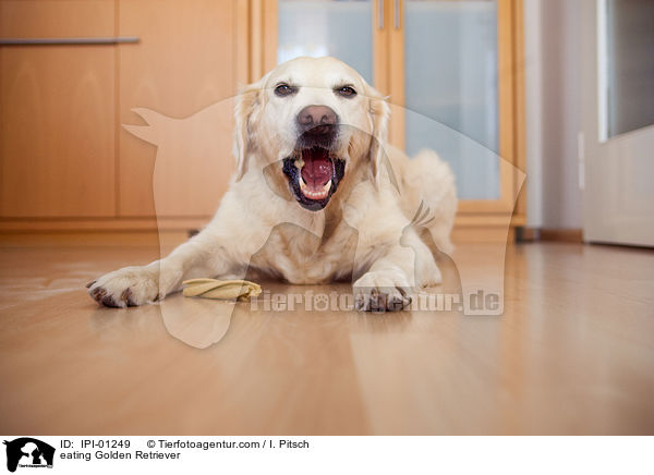 fressender Golden Retriever / eating Golden Retriever / IPI-01249