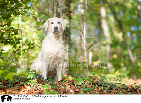 Golden Retriever / Golden Retriever / IPI-01306