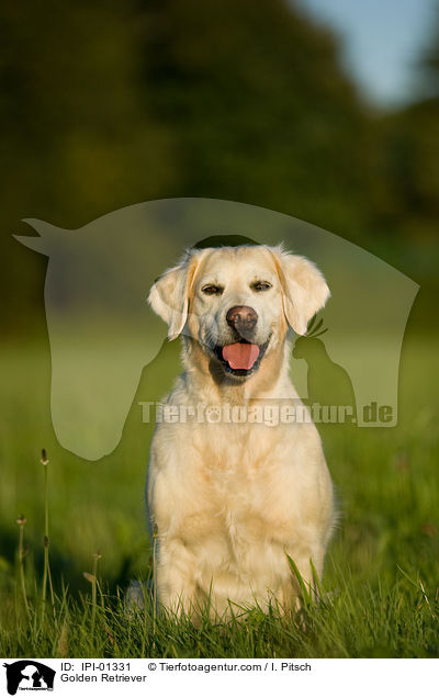 Golden Retriever / IPI-01331