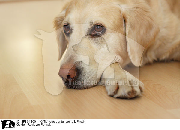 Golden Retriever Portrait / Golden Retriever Portrait / IPI-01400