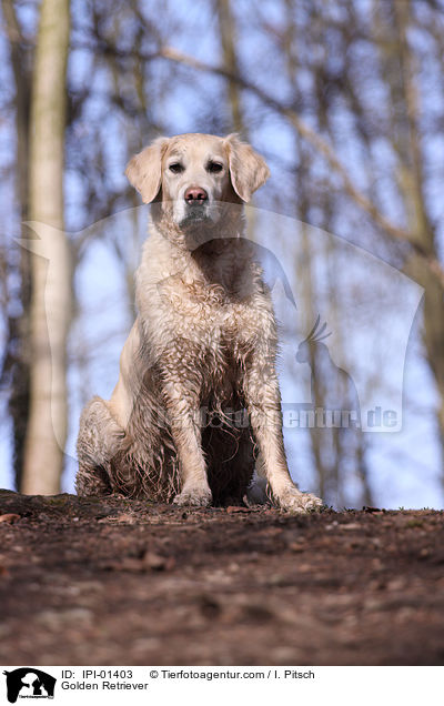 Golden Retriever / Golden Retriever / IPI-01403