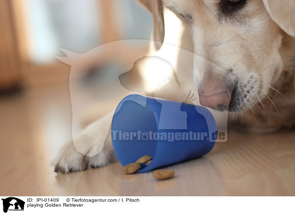 spielender Golden Retriever / playing Golden Retriever / IPI-01409