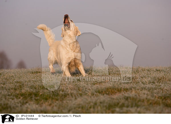 Golden Retriever / Golden Retriever / IPI-01444