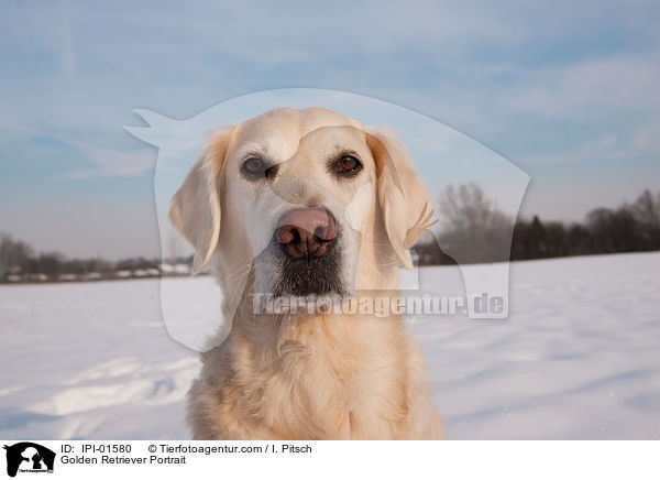 Golden Retriever Portrait / Golden Retriever Portrait / IPI-01580