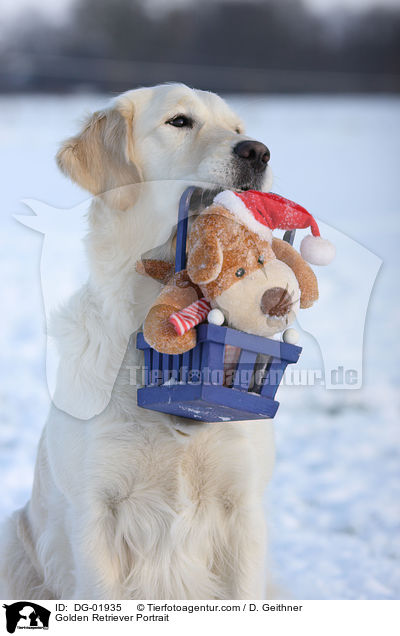 Golden Retriever Portrait / Golden Retriever Portrait / DG-01935