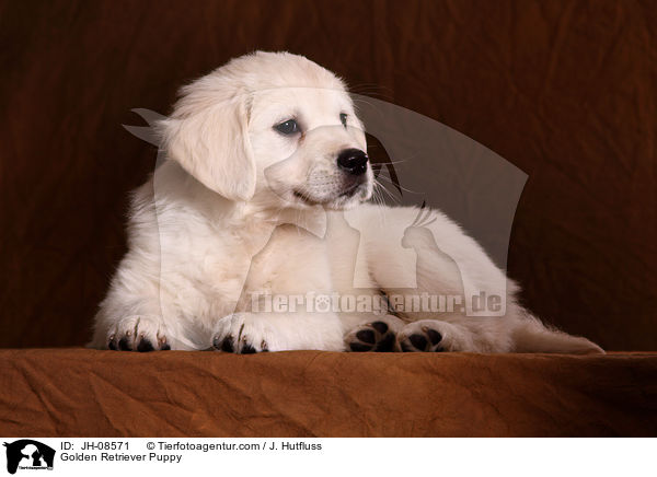 Golden Retriever Welpe / Golden Retriever Puppy / JH-08571