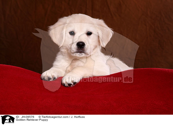 Golden Retriever Welpe / Golden Retriever Puppy / JH-08576
