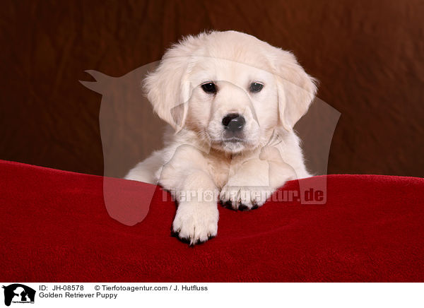 Golden Retriever Welpe / Golden Retriever Puppy / JH-08578