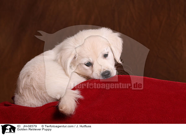 Golden Retriever Welpe / Golden Retriever Puppy / JH-08579