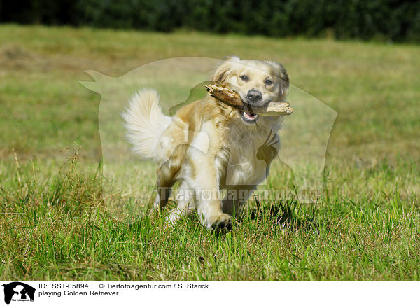 spielender Golden Retriever / playing Golden Retriever / SST-05894