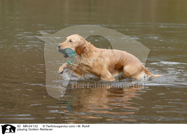 spielender Golden Retriever / playing Golden Retriever / MR-04132