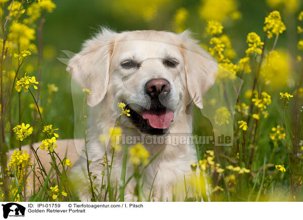 Golden Retriever Portrait / Golden Retriever Portrait / IPI-01759