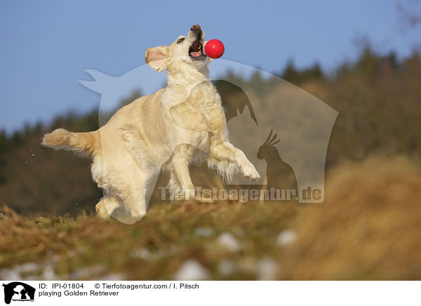 spielender Golden Retriever / playing Golden Retriever / IPI-01804