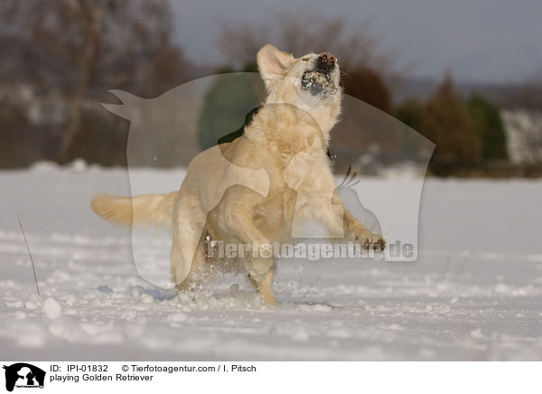 spielender Golden Retriever / playing Golden Retriever / IPI-01832