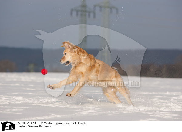 spielender Golden Retriever / playing Golden Retriever / IPI-01854