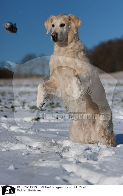 Golden Retriever macht Mnnchen / Golden Retriever / IPI-01913