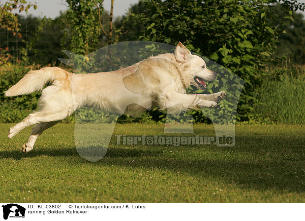 rennender Golden Retriever / running Golden Retriever / KL-03802