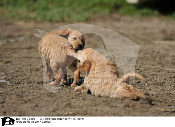 Golden Retriever Welpen / Golden Retriever Puppies / MR-04366