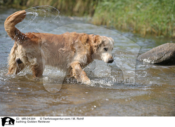 badender Golden Retriever / bathing Golden Retriever / MR-04384