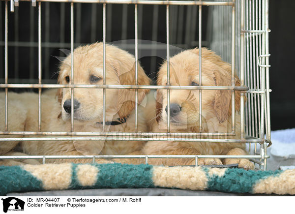 Golden Retriever Welpen / Golden Retriever Puppies / MR-04407