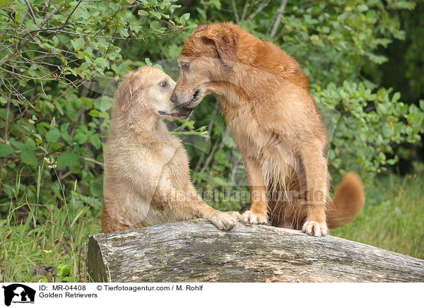 Golden Retriever / Golden Retrievers / MR-04408