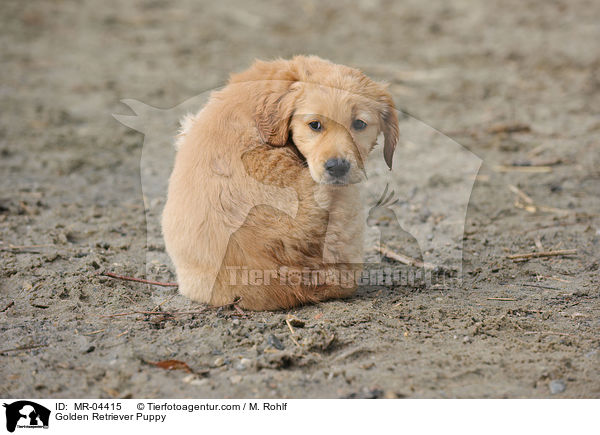 Golden Retriever Welpe / Golden Retriever Puppy / MR-04415